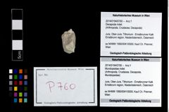 Foto (Objekt + Etikett) von Mundopsidae indet.  (NHMW-GEO-2014-0194-0760)
